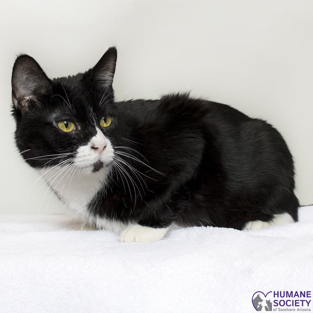 Adopt a friend: Jezebel